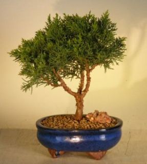 and fuller and is the most compact of all the Shimpaku Junipers