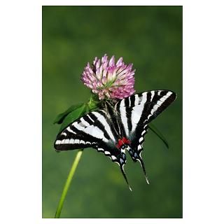 Zebra swallowtail butterfly on clover flower bloss Poster
