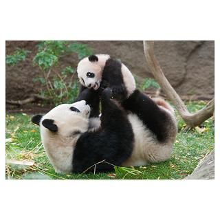 Giant Panda (Ailuropoda melanoleuca) mother and cu Poster