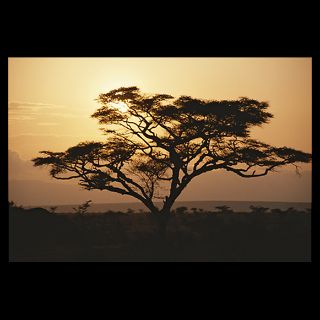 National Geographic Art Store  2012_01_10 038  Tanzania