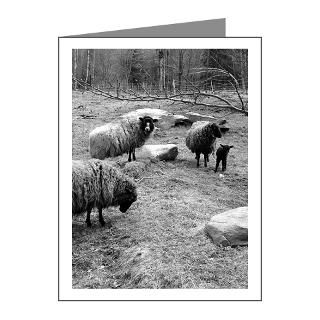 Animal Gifts  Animal Note Cards  Sheep Note Cards (Pk of 10)