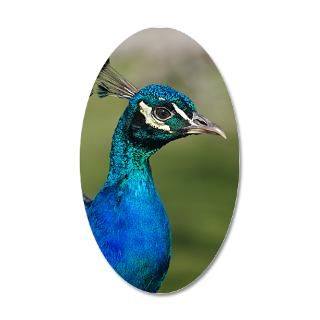 Gifts  Wall Decals  Peacock Portrait 22x14 Oval Wall Peel