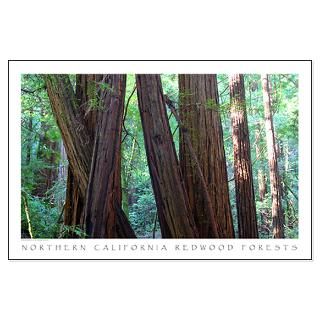 california redwood trees large poster $ 32 88