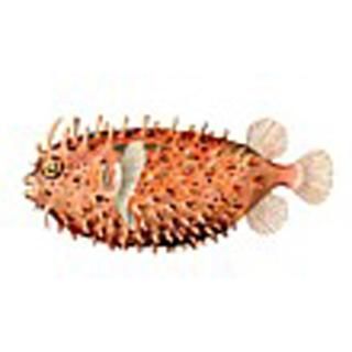 Blowfish : Pet Drawings