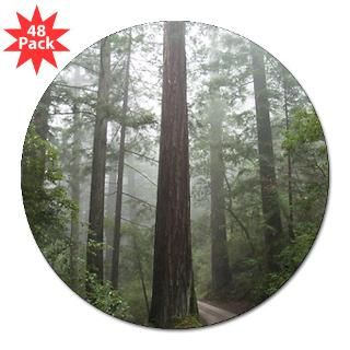 Redwood Forest Fog  Trackers Tracking and Nature Store