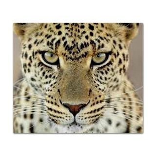 Leopard Face  Pet Drawings