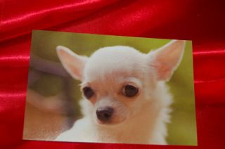 Chihuahua Puppy Dog Looks Coy Real Photo Postcard