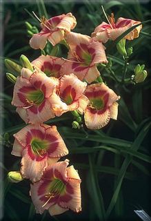 LATIN SATIN   DF   L4D   Kirchhoff, D 1999   DAYLILY