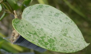 You are bidding 4  6 inches Plants of Splash Hoya  Macrophylla