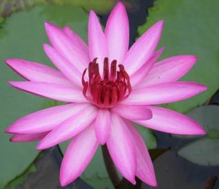 Description Tropical water Lily from Thailand
