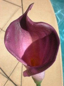 BRAND NEW, realistic large latex calla lily flower on a long stem