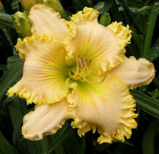 MIKE LONGO   DF   B14B   Kinnebrew 2006   DAYLILY