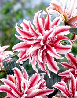 Magic Star Double Oriental Lily Flower Bulb 3 4ft Tall Plant