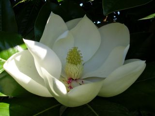 Southern Magnolia Magnolia Grandfiflora Bulk Seed