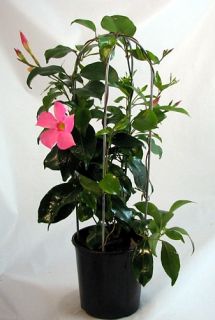 Brazilian Jasmine Plant on Trellis Mandevilla 6 Pot Trellis