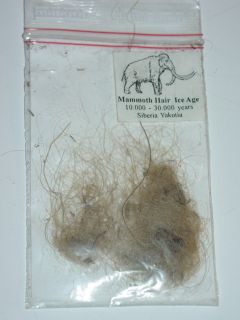 Specimen Of Woolly Mammoth Hair From The Permafrost Of Siberia