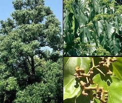 Japanese Raisin Tree Hovenia Dulcis Native x 30 Seeds