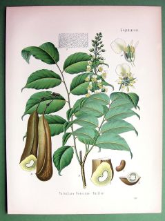 BALSAM OF PERU Tree Toluifera Pereirac   COLOR Litho Botanical Antique