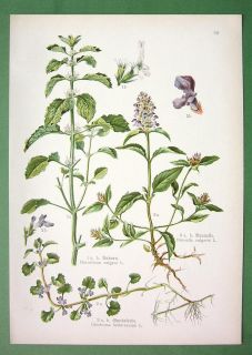 Ground Ivy Marrubium Vulgare Self Heal Plants Color Litho Print