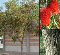 Callistemon viminalis is probably the most widely cultivated of all