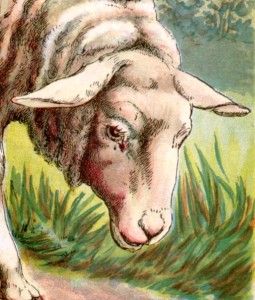 McLoughlins Four Footed Chromolitho 1900 The Sheep