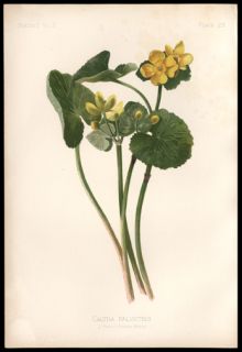 1878 Thomas Meehan Botanical Chromolithograph Florals Yellow Marsh