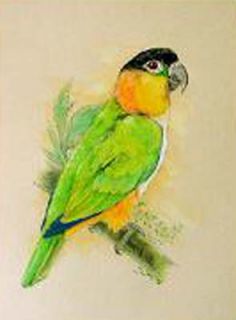 Black Headed Caique Signed Print from Michelle J A McIntyre New