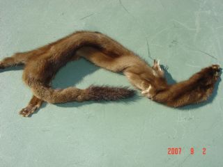 Mink wild midwest pelt tanned trapped fur trap hide skin w/ 4 ft 27
