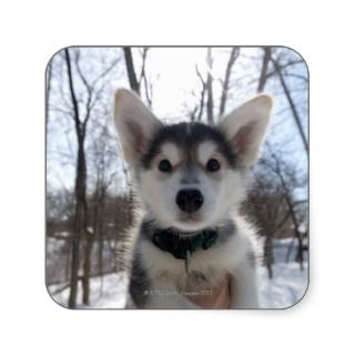  - 162645366_outdoor-portrait-of-husky-dog-puppy-sticker