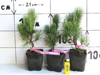 Pinus peuce   Mazedonische Kiefer, mit weichen Nadeln