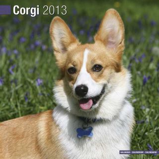 Kalender 2013 Welsh Corgi Pembroke und Cardigan