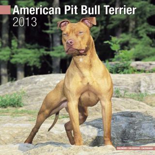 American Pit Bull XXL Afghane XXL Kalender 2013