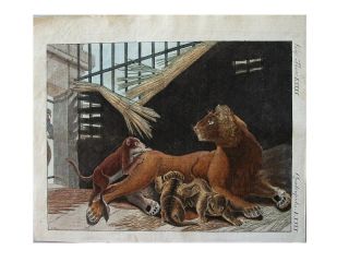 Löwin mit ihren Jungen Löwe Bertuch Kupferstich 1800