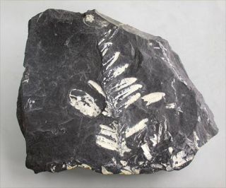 Karbon Alethopteris Platte mit beidseitiger Fossilerhaltung St. Clair
