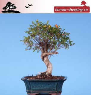 Bonsai   Punica granatum nana, Granatapfel, 143/31