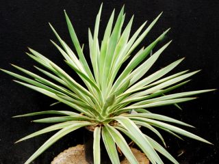 Yucca gloriosa variegata, winterhart  23 C
