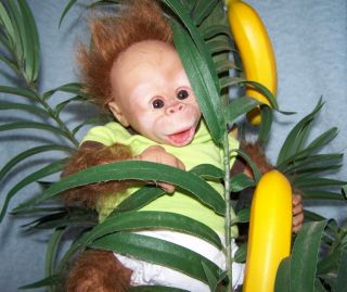 This is such an adorable baby Orangutan and he has the sweetest little