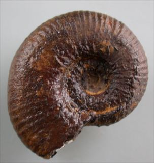 Kreide Nolaniceras cf. nolani Ammonit Ammonoidea Immouzer Marokko 1718