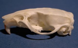 Rattenschädel Schädel Ratte rat skull Osteologie