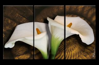 Calla Zantedeschia Blume Bild 3 Teilig Bilder Wandbild Kunstdruck