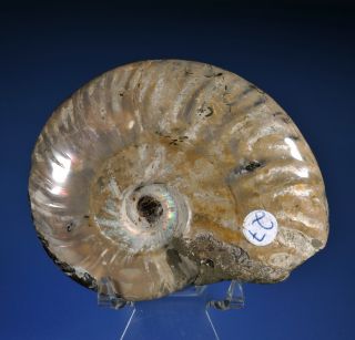 Ammonit Mahajanga Madagaska rzu einem reduzierten Preis