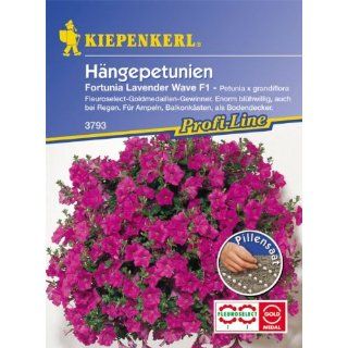 Petunia grandiflora Hängepetunien Fortunia Lavender Wave lavendelblau