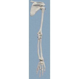 Anatomische Modelle   Künstliche Skelette und Modelle   Mini Arm
