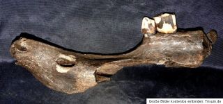 Fossil Versteinerter Unterkiefer Bison Fossil 94g 185x49x25mm Kansas