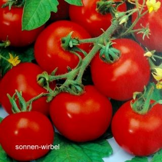 Tomate Harzfeuer   sehr früh reifend & bester Geschmack