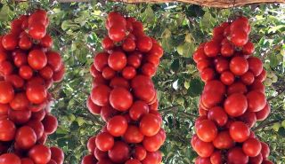 Historische Tomate Grappoli DInverno, 20 Korn + #499