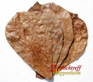 Seemandelbaumblätter T. Catappa ca. 20 cm / 50 Stück Seemandel