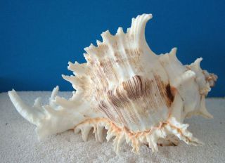 Murex Ramosus Muschel hübsches Meeres Schnecken Gehäuse