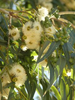 Eukalyptus globolus Vertreibt Mücken 5 Samen