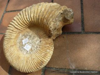 großer Ammonit, 100% original  Sammlerstück Fossile Muschel